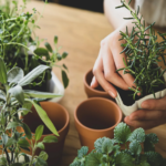 Growing your own herbs