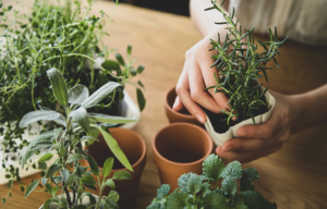 Growing your own herbs